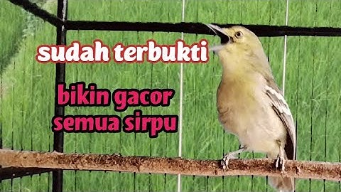 cipow/sirpu gacor Lot paling sukses bikin sirtu manapun ikut bunyi gacor
