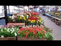 Рижский центральный рынок. Как продают цветочную рассаду в розницу.