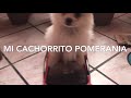 Cachorro Spitz alemán mediano.