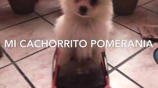 Cachorro Spitz alemán mediano.