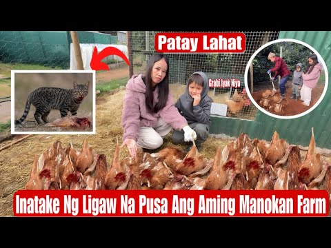 Inatake Ng Ligaw Na Pusa Ang Aming Manokan|Nakakalungkot Daming Patay😭