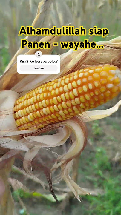 Alhamdulillah siap panen bolo-wayahe... #petaniindonesia #petaninusantara #farmer #corn