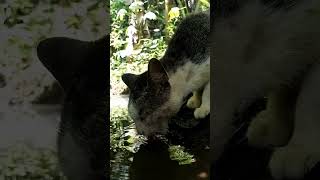 Kiti drinks while standing #cat #cat #cutecat #catlovers #funny #comedy