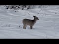 Snow Deer