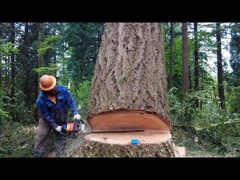 Logging In Washington State- Forest Jackson- BLLW