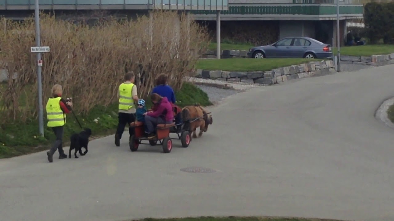 3 meter høy hest sett i byen!