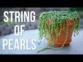 String of Pearls Care Guide // Garden Answer