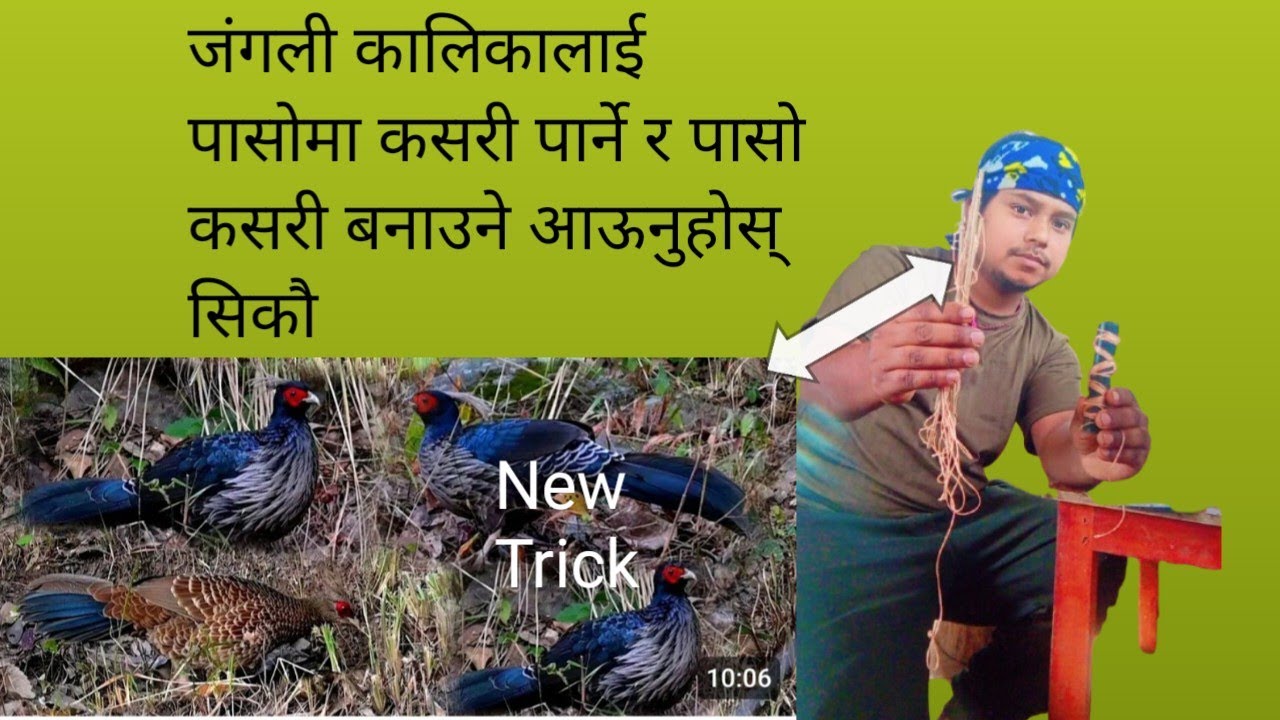 जंगली कालिजलाई पासोमा कसरी पार्ने र पासो कसरी बनाउने आऊनुहोस् सिकौ