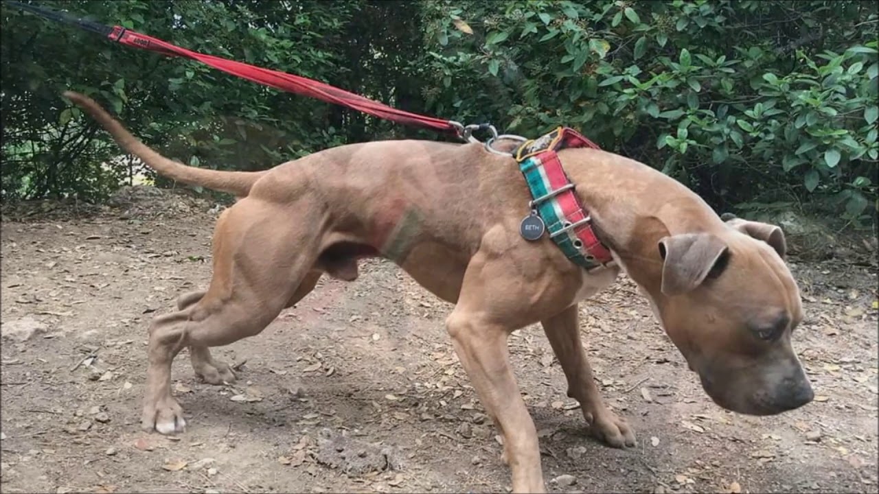 american pitbull blue fawn