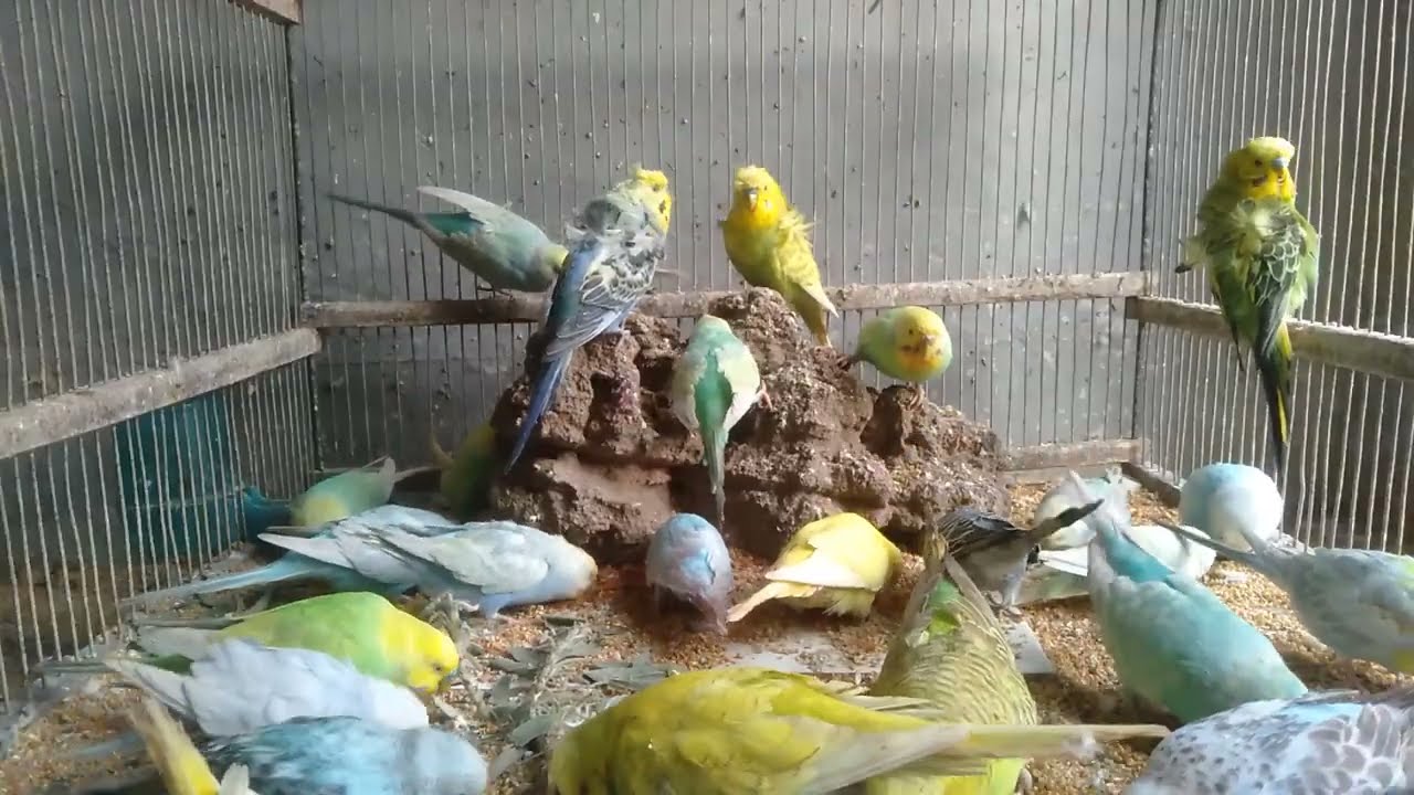 😳最初の11分はヒント、最後で答えがわかる