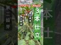 【ミニトマトの3本仕立てにするためには】 #ミニトマト栽培