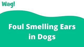 Foul Smelling Ears in Dogs | Wag!