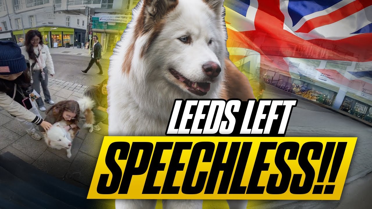 My Famous Husky SHUT DOWN the Streets of Leeds – You Have to See This!!