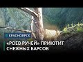 В Красноярске построят Центр снежного барса для сохранения популяции