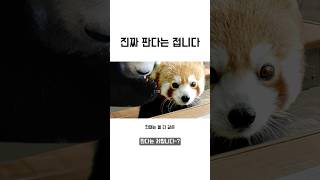 레서판다