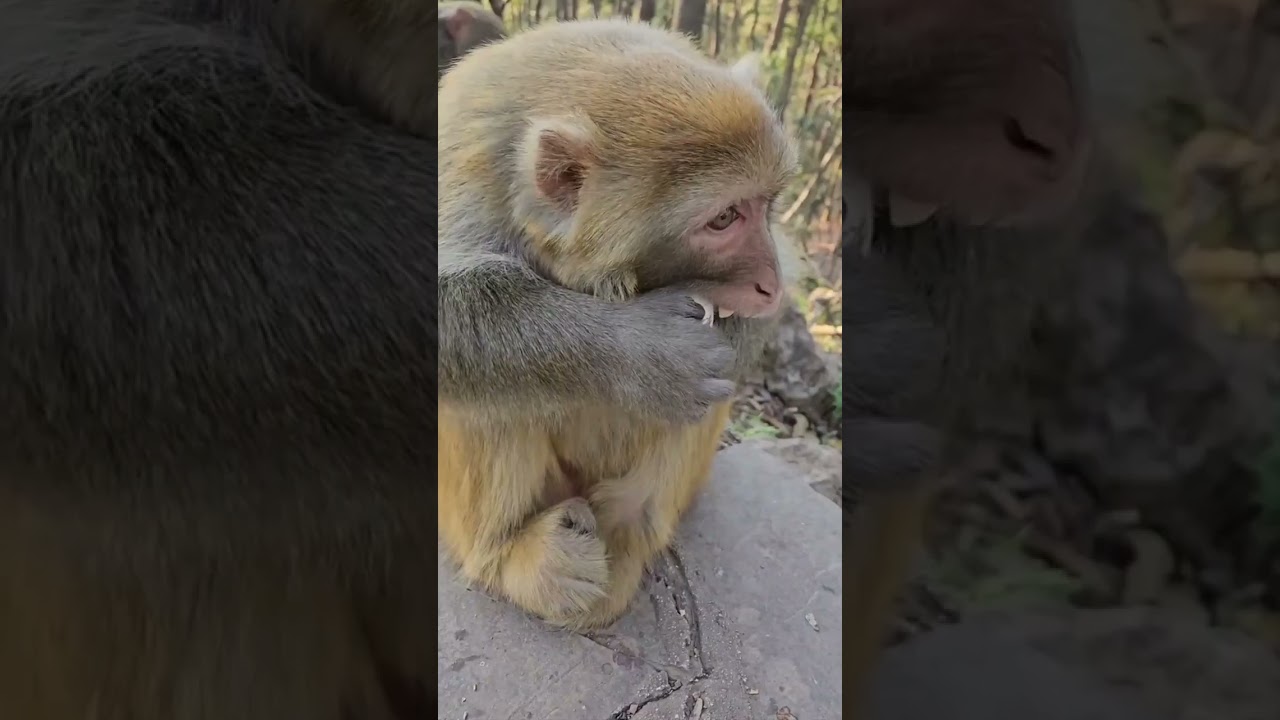 Monkeying Around: Hilarious Primate Shenanigans!
