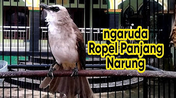 Trucukan gacor Ropel Panjang emosi ngaruda ini ampuh buat pancingan dan masteran trucuk