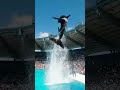 Magical Orca Interaction ✨#OrcaLove #NatureLovers #ShortsTrending