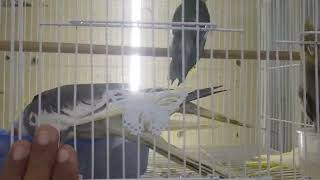 Sharjah Birds market in dubai pigeon birds channel
