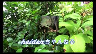 ＃６ スーパーカブｃ１２５でトコトコと・・・パート①