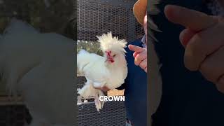 This Chicken Is Literally A Walking Shadow#Shorts #ChickenFacts #Animals #ZovaFang