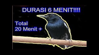 Download Lagu Kacer gacor, ngekek durasi 6 menit, ampuh untuk masteran MP3