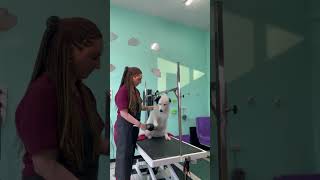 Dog Keeps Gently Disapproving the Dryer During a Grooming Session