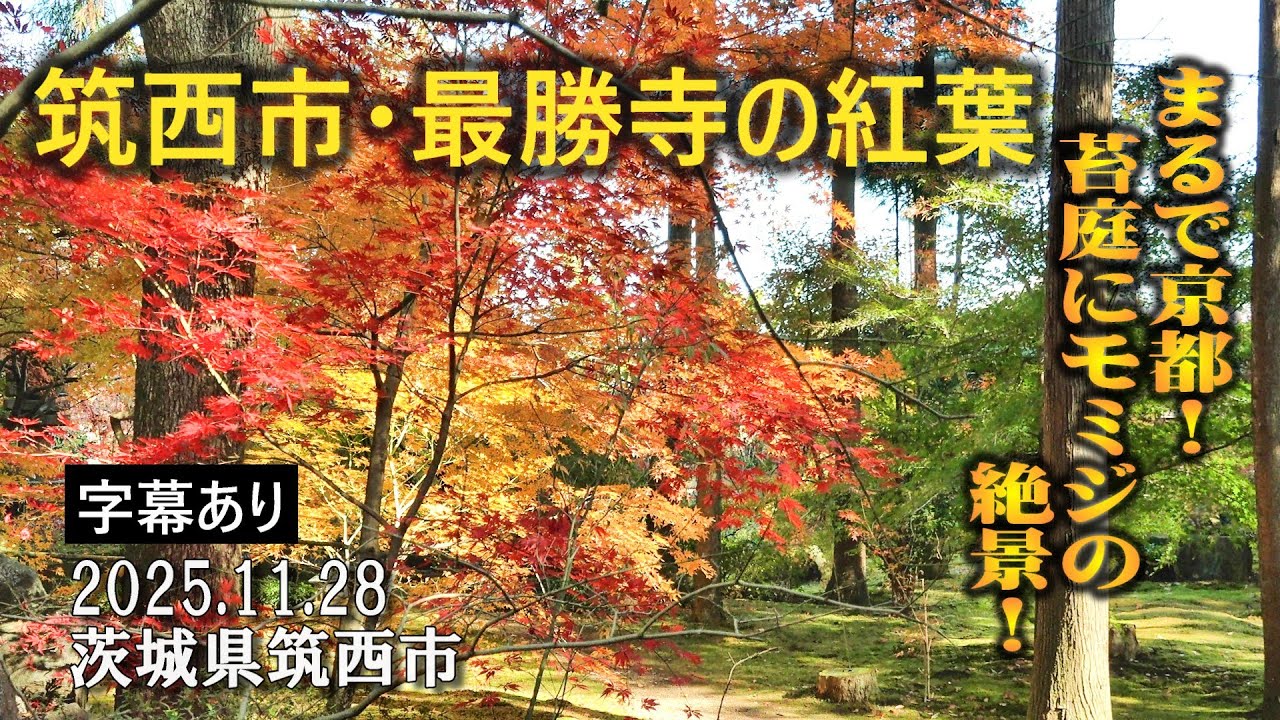 【Япония】Осенняя листва в храме Сайсёдзи — великолепный вид на кленовые деревья в моховом саду.