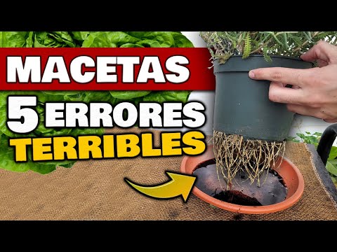 Video: Cuándo llevar plantas en macetas - Cómo llevar plantas en macetas al interior