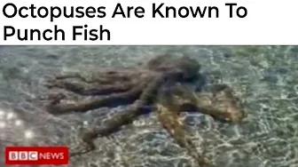youtube recommendation