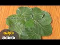 How To Make Natural Leaf Plates At Home ఇ ట ల న సహజ గ ఇస త ర తయ ర చ స క వడ By Latha Channel How To Make Natural Leaf Plates At Home ఇ ట ల న సహజ గ ఇస త ర తయ ర చ స క వడ By Latha Channel