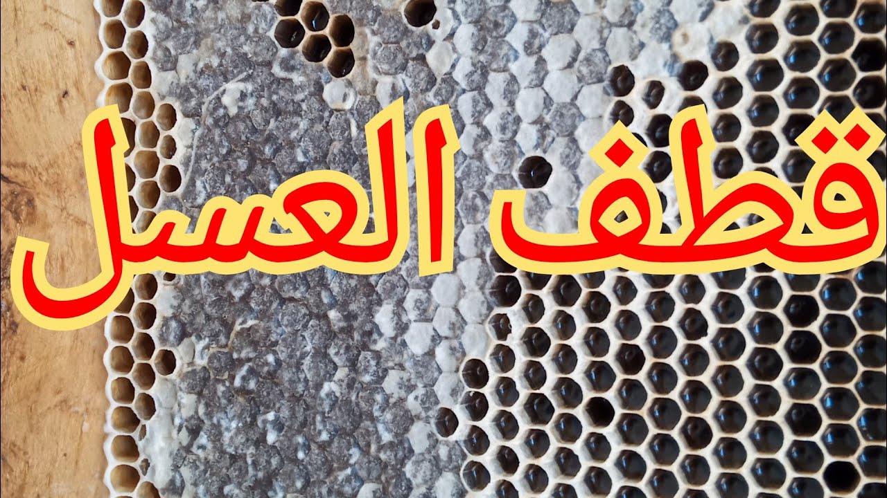 كيفية جني العسل من خلية النحل عسل السدر موسم 2022