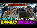 空港で秋田犬が高級トランクに異常な唸り声を上げた…中から現れた信じられない光景に全員が凍りついた