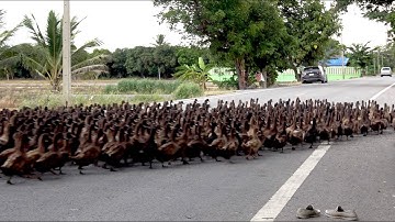 Hundreds Of Ducks Stop Traffic To Cross Road