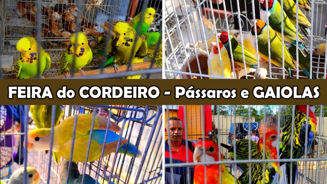 Feira de Pássaros e Gaiolas do Cordeiro #criarpassaros #feiradeexoticos