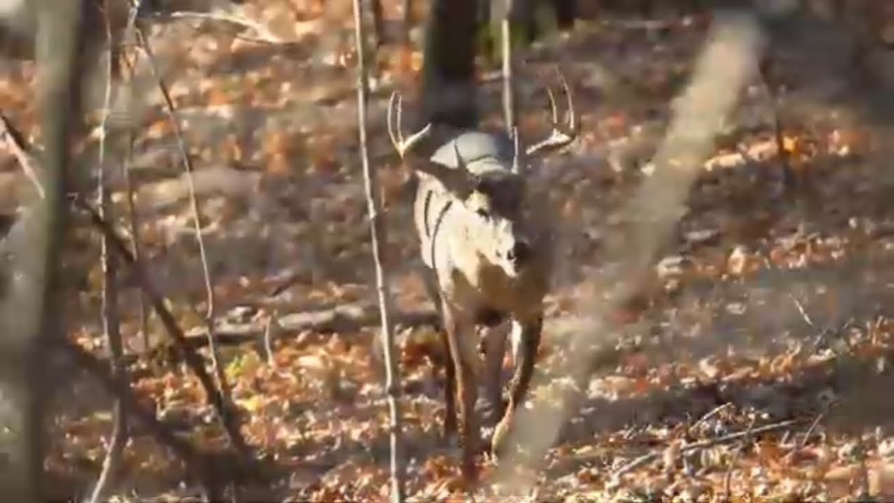 Midwest Whitetail Bow Hunt Teaser YouTube