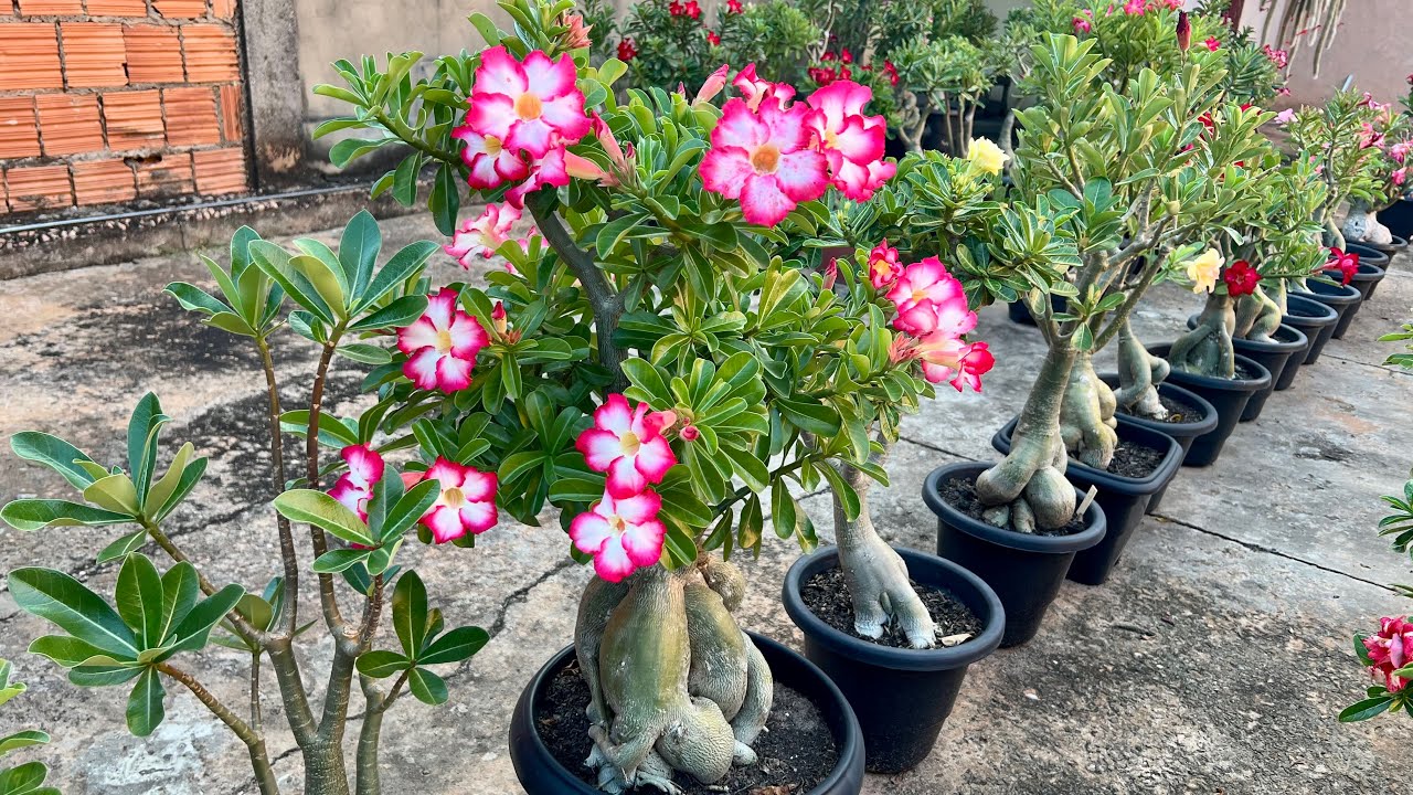 VEJA COMO ESTÁ AS MUDINHAS DA ROSA DO DESERTO PENDENTE 🌸
