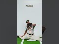 The Setup vs. The Shot vs. The Play