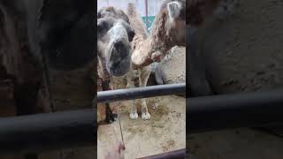 JDC Ali Shakhani Camels Northern Mandi Update #cow #cattlefarming