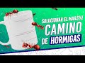 🔥 Como Solucionar el Camino de Hormigas 🐜 Limpiar Impresoras Sublimación