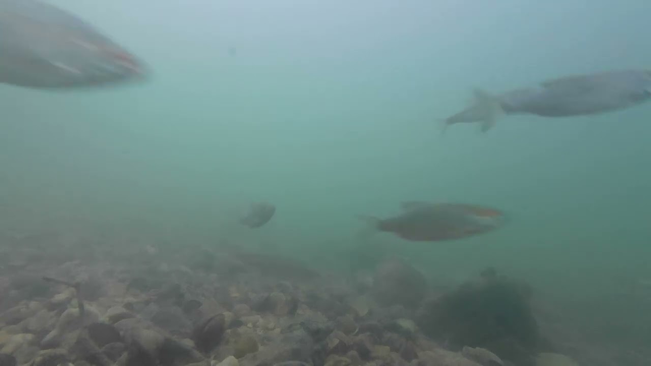 la vie dans nos rivières 