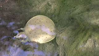New hatched softshell turtle
