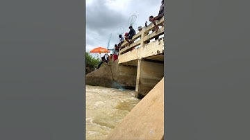 Real Life 100% Net Fishing 5Kg In River At The Countryside (Part 1098) #fishing #fish #new