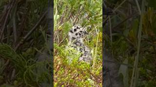 Did you know this is what a baby Seagull chick in Alaska looks like? #seagull #alaska #bird #chick
