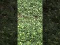 ربيع الساحل مناحل أبو حسن للعسل البلدي