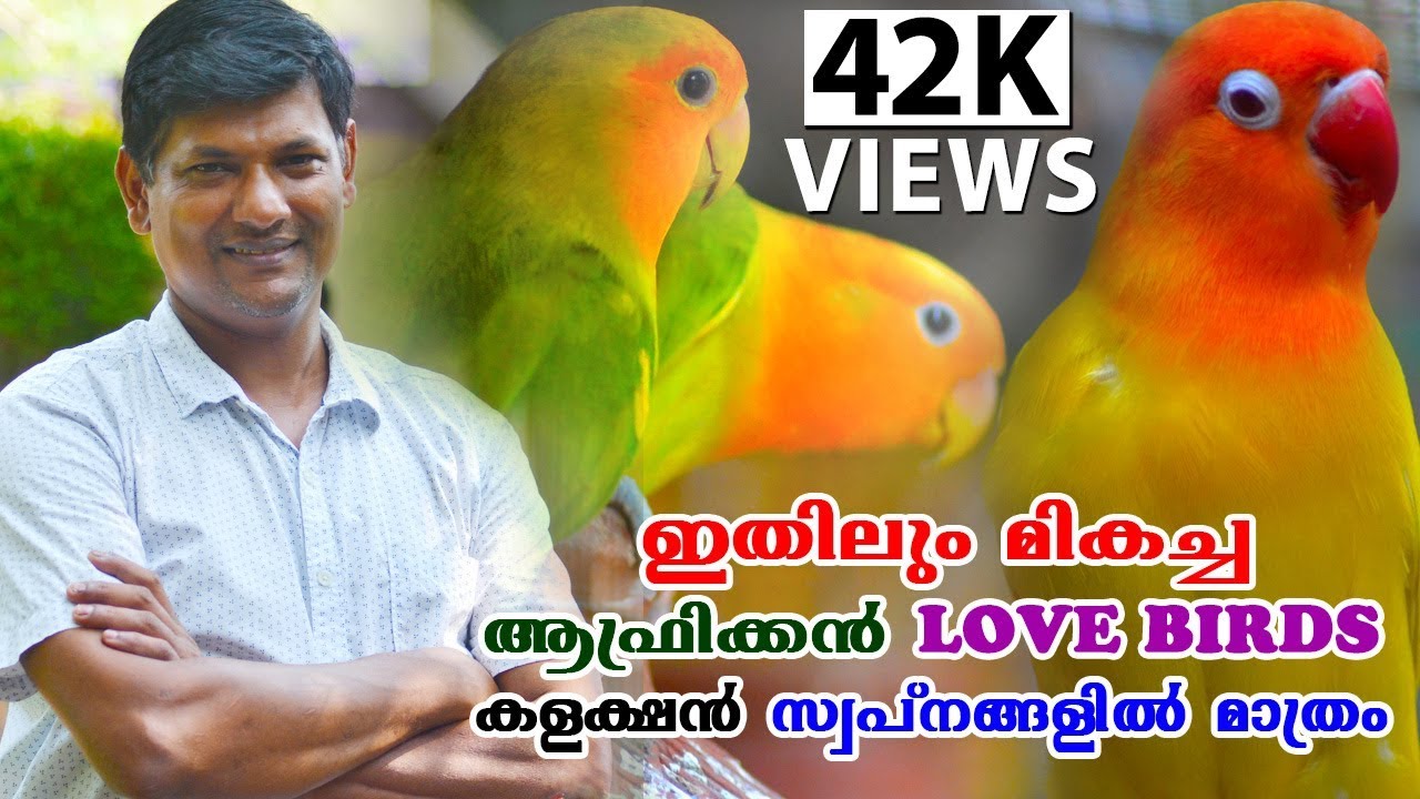 വർണ്ണപ്രഭ ചൊരിയുന്ന ഒരു കൂട്ടം AFRICAN LOVEBIRDS  കളക്ഷനുമായി ജിത്തുരാജ്|African lovebirds malayalam