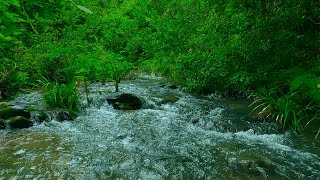Relaxing River Sounds - Peaceful Forest River, Nature Sounds for Deep Sleep, Meditation, ASMR