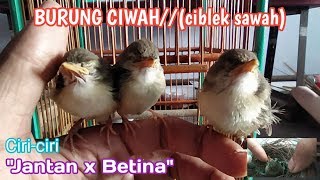 Perbedaan Ciwah Jantan X Betina100akurat