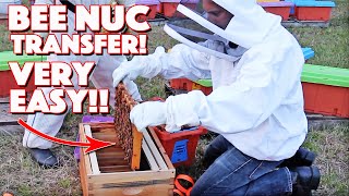 Our Very First One! Installing A Bee Nuc! Very Easy!