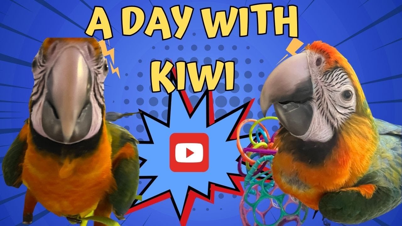A day in the life with Parrots, featuring Kiwi the Catalina